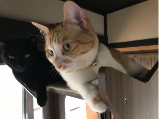 くつろぎ古民家 まめ猫の写真1