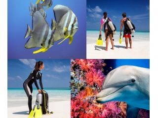 MOONLIGHT DIVERSの写真1