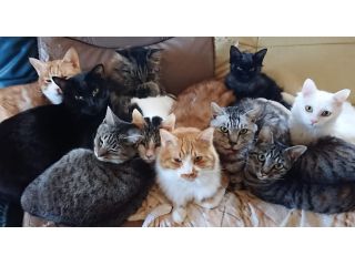 猫カフェねこるの写真1