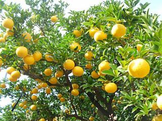 甘夏かあちゃんの写真1