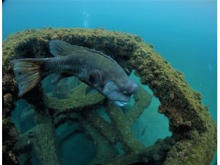 ステラマリスの写真1