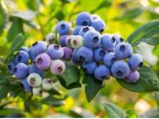 さくらの杜ファーム ブルーベリー園の写真1