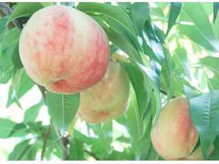 観光農園あかぎおろしの写真1