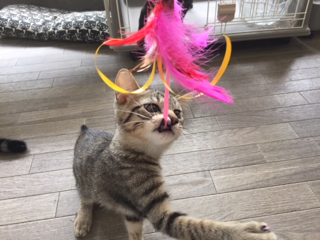 里親募集型猫カフェ 猫のへやの写真1