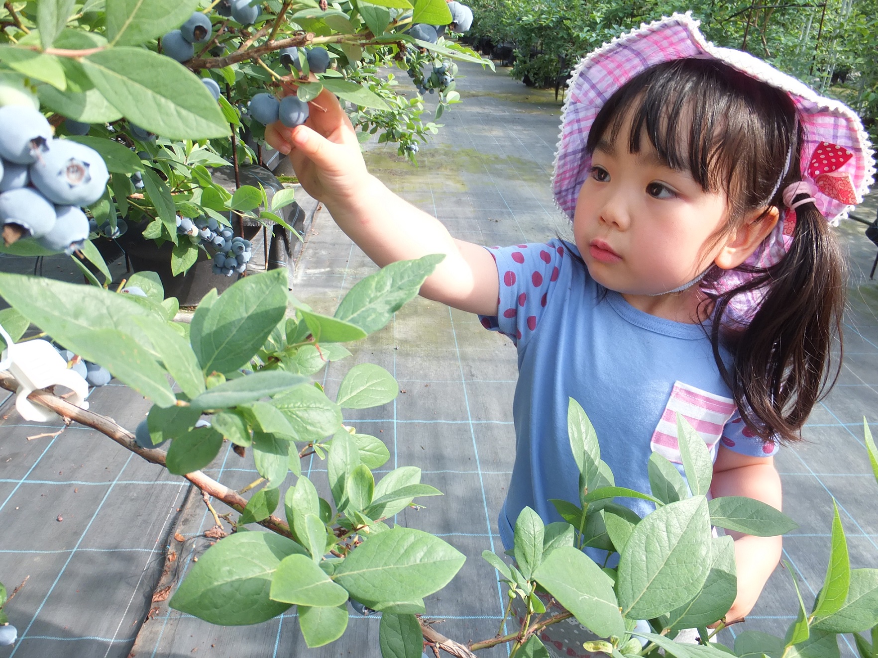 ブルーベリー狩り園 あおいとりの写真1