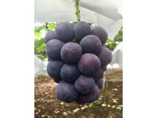 ゆうや農園の写真1