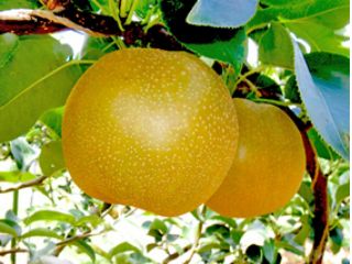 観光農園 橋本園の写真1