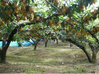 かわとね園の写真1