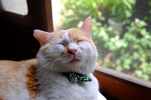 里親募集型保護猫×古民家カフェCafe Gattoの写真1