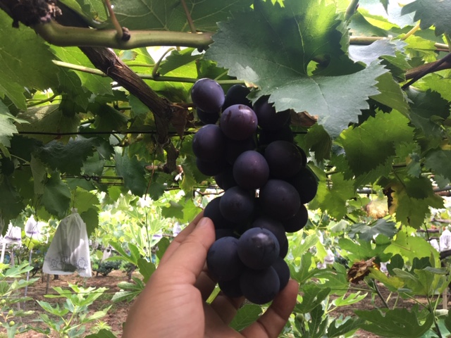 井上巨峰園の写真1