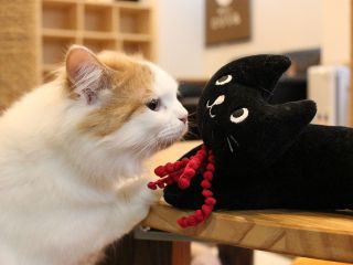 猫カフェcotaの写真1