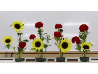 野の花のいけばな教室の写真1