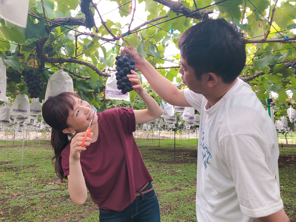野の香ぶどう園の写真1