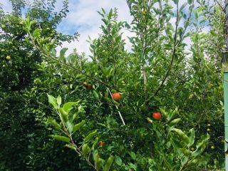 高橋りんご園の写真1