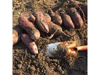 尾崎農園の写真1