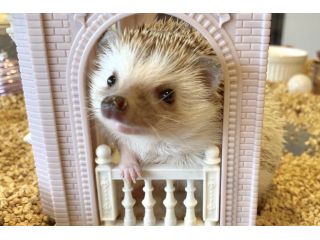 倉敷桃はりぃの写真1