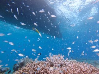 コーラルトリップ イエスタの写真1