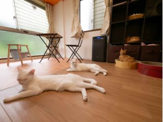 保護猫カフェCatioの写真1