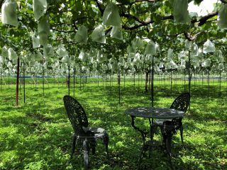 森田ぶどう園の写真1