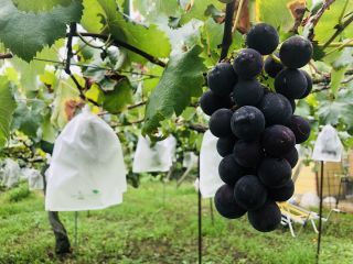 関ぶどう園の写真1