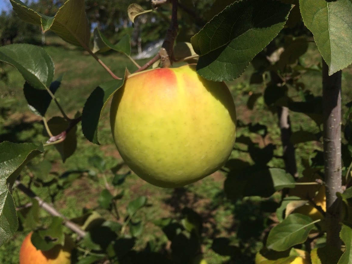 峠の小野りんご園の写真1