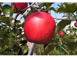 孝道りんご園の写真1