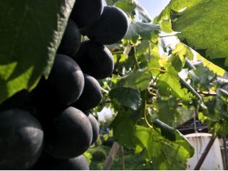 岡野果樹園の写真1