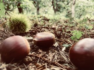 ショコロンファームの写真1