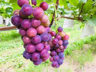 ぶどうやあべの写真1