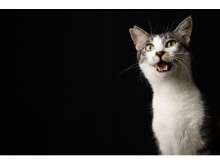 猫カフェ 猫の屋おでんの写真1