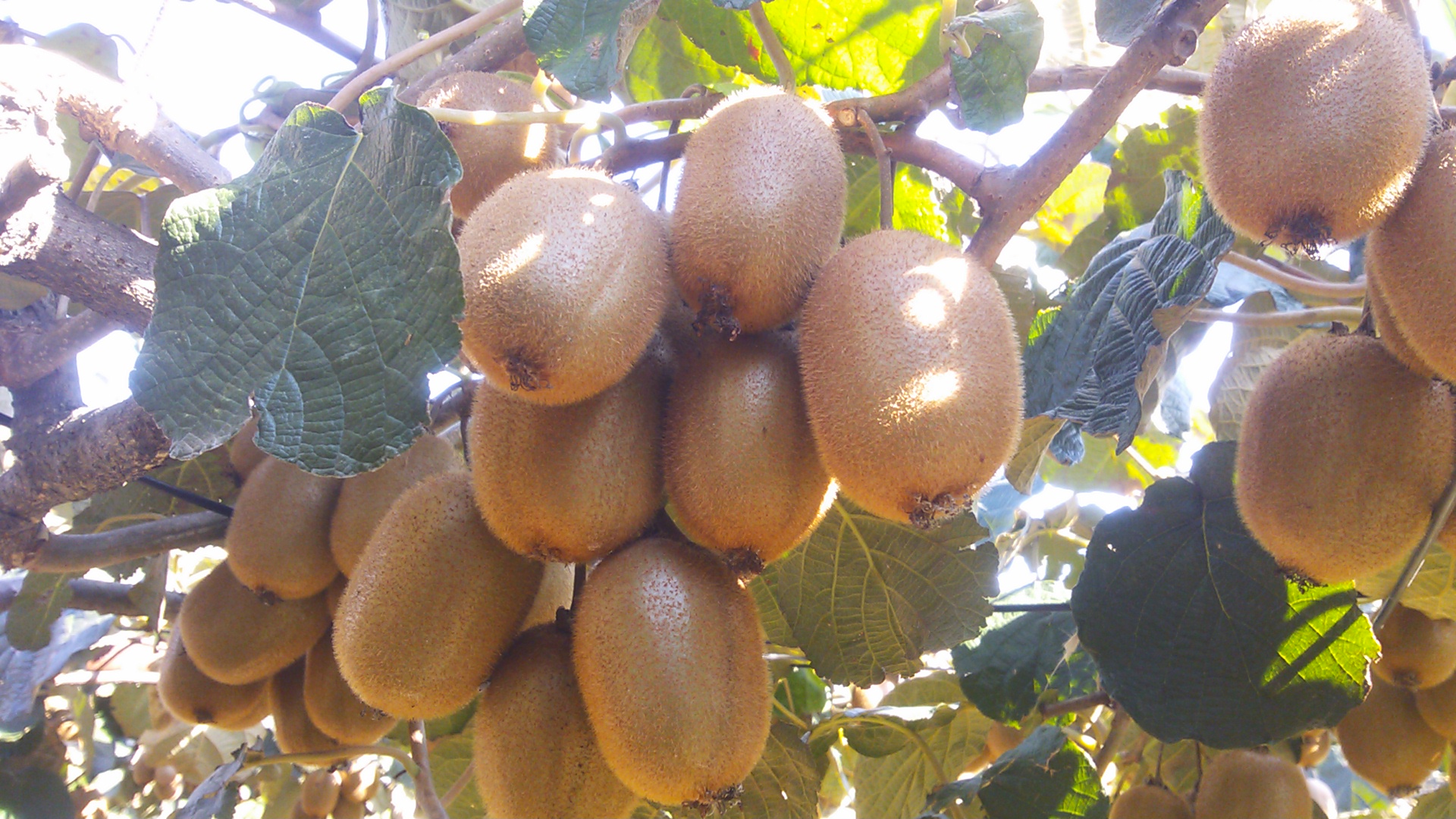 平野観光農園の写真1