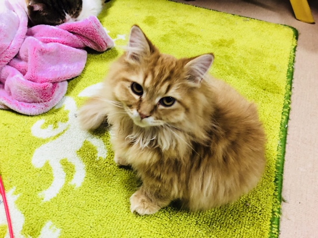 猫の部屋の写真1