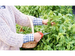 ハーブ工房みきヴェルデの写真1