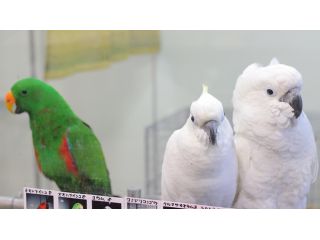 鳥の遊び場 もふもふの写真1