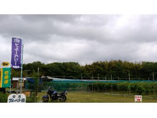 安原ブルーベリー園の写真1