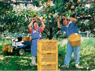 グリーンフルーツの写真1