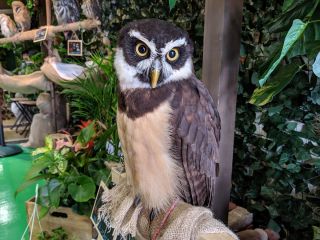 ふくろうカフェFUKUの写真1