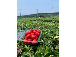 アセローラ大田園の写真1