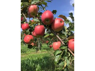 庭田フルーツファームの写真1