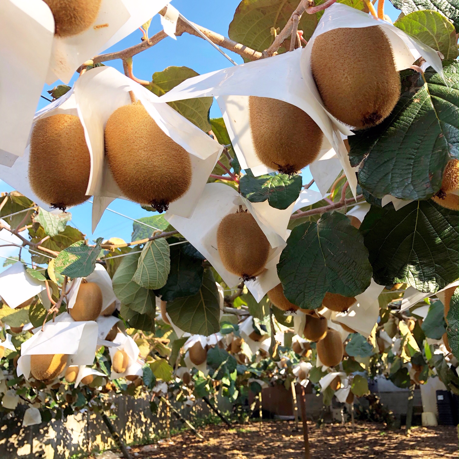 あらや農園の写真1