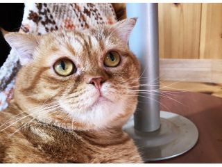 ねこと占い師がいるカフェ キャッツプラネットの写真1