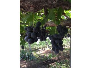 かどや農園の写真1