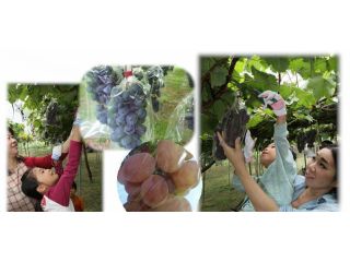 杉・五兵衛の写真1