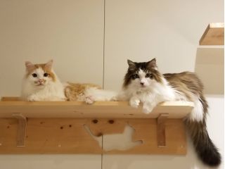 猫カフェ・NINEの写真1