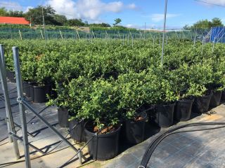 ブルーベリーヒル淡路の写真1