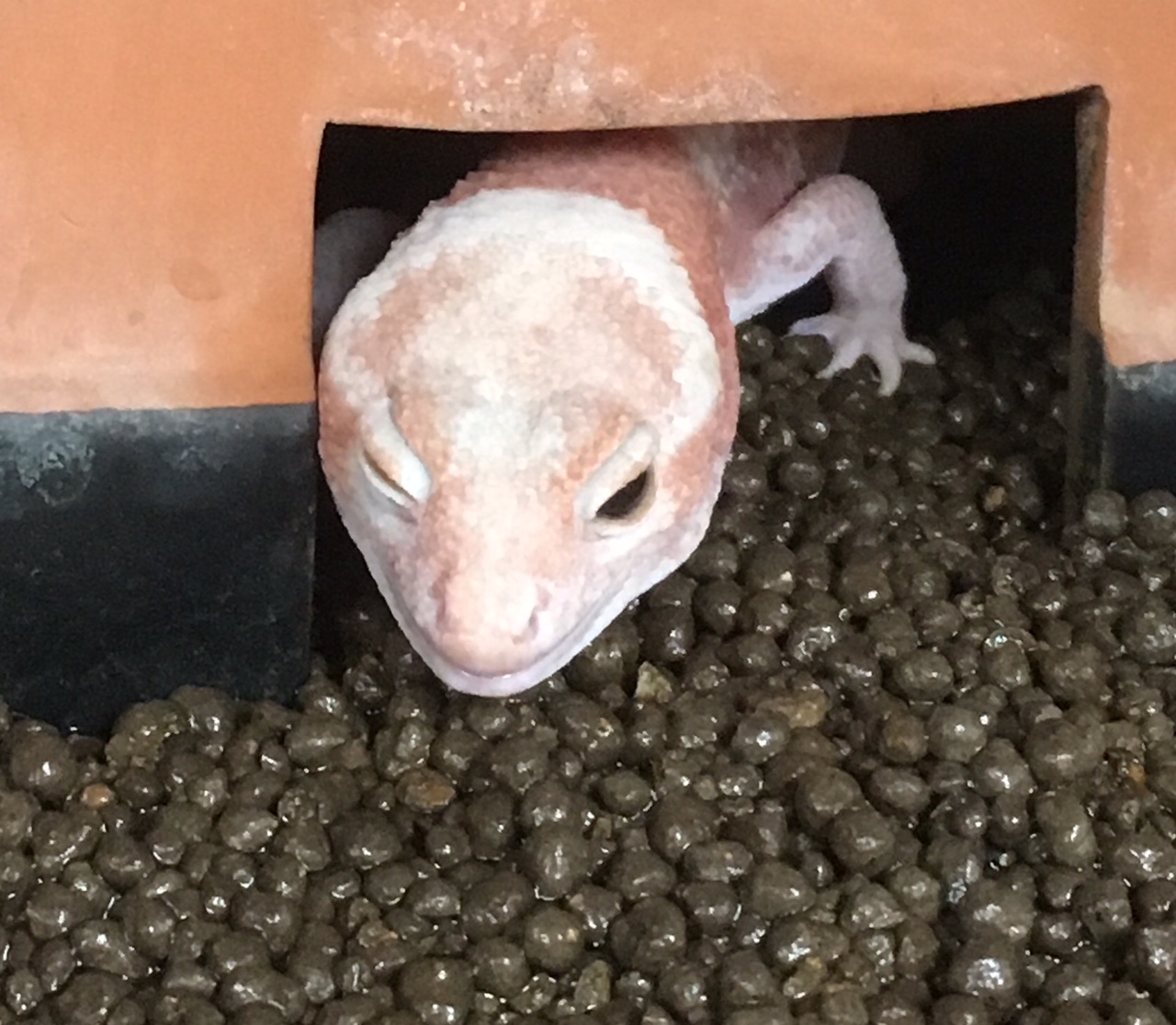 爬虫類喫茶Ascheの写真1