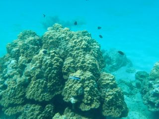 海遊びアリパチーノの写真1