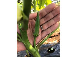 土橋農園の写真1