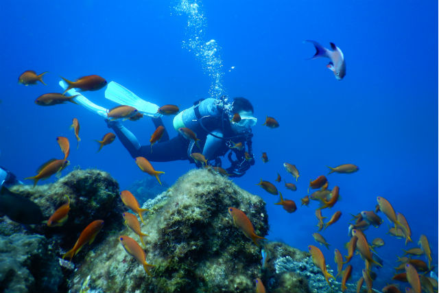 式根島ダイビングサービスの写真1