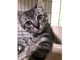 動物処 NOGの写真1